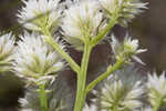 Baldwin's milkwort